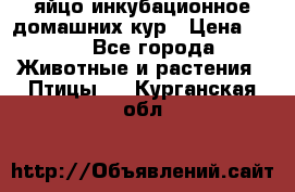 яйцо инкубационное домашних кур › Цена ­ 25 - Все города Животные и растения » Птицы   . Курганская обл.